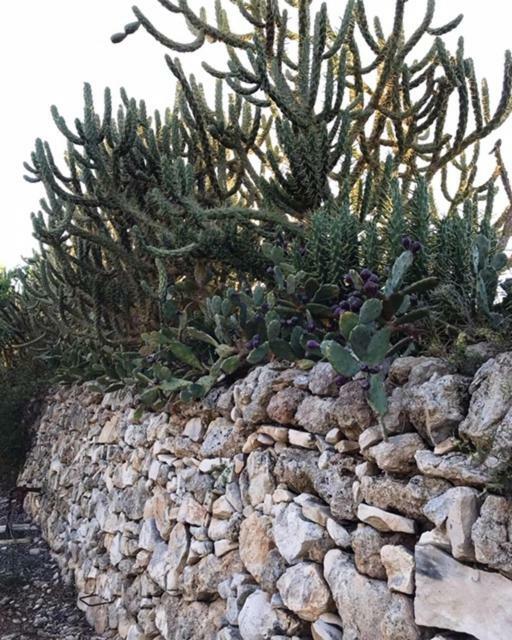 B&B Tenuta Paradisi Copertino Buitenkant foto